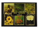 Vintage Postcard – Wild Flowers of Texas, Botanical Collage — front view