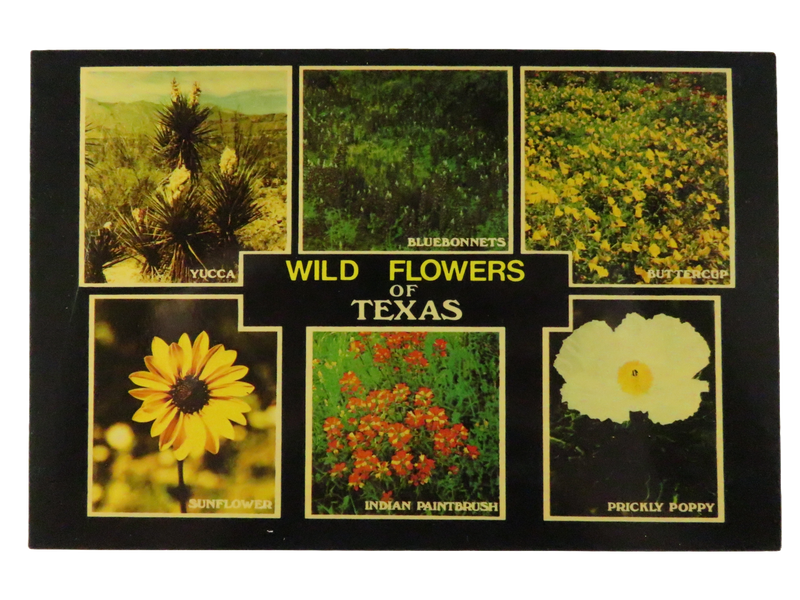 Vintage Postcard – Wild Flowers of Texas, Botanical Collage — front view
