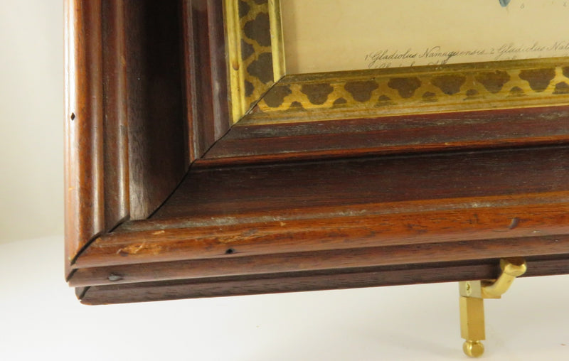 Beautiful Victorian Wood & Gilt Frame With Antique Gladiolus Type Colored Etchin