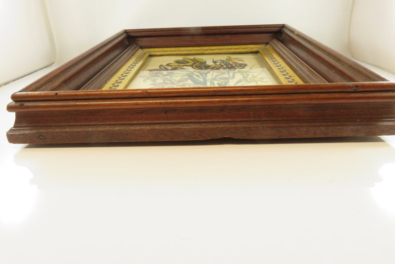 Beautiful Victorian Wood & Gilt Frame With Antique Gladiolus Type Colored Etchin