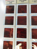 GAF Pana-Vue and Jordan's Colour Lab Slide Sets Collection Set St. Augustine FL Slides Cypress Gardens Magic Kingdom