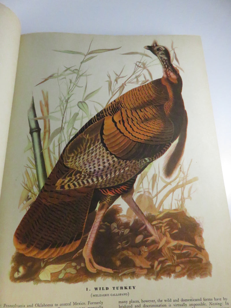 The Birds of America by John James Audubon, 1946 fifth printing (Macmillan), cloth hardcover with 435 color plates