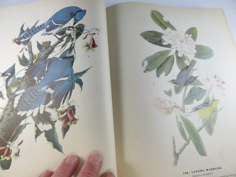 The Birds of America by John James Audubon, 1946 fifth printing (Macmillan), cloth hardcover with 435 color plates