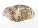 Natural Laguna Geode Half High Polished 181 Grams 3 5/8" x 2" x 1"