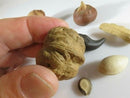 8 Exquisite Chinese Yixing Zisha Pottery Nuts Walnut, Peanut, Water Caltrop, Etc