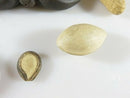 8 Exquisite Chinese Yixing Zisha Pottery Nuts Walnut, Peanut, Water Caltrop, Etc
