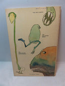 1964 1st Printing Don't Bump the Glump! And other Fantasies by Shel Silverstein - Just Stuff I Sell