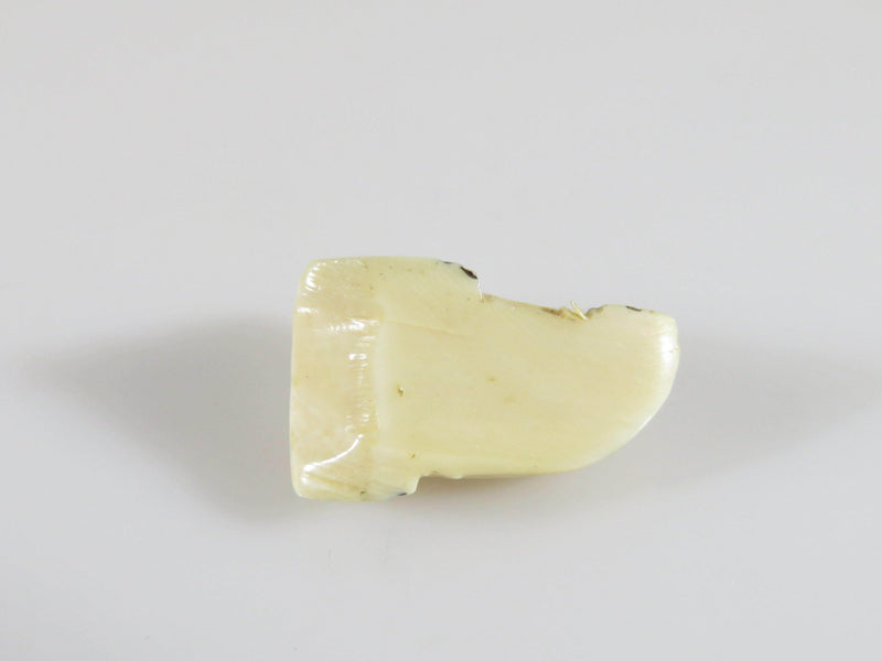 Antique Miniature Carved Bone Walrus Okimono Charm Black Paint Accent 3/4" - Just Stuff I Sell