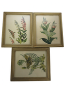 Moth Prints; Sphinx Moth, Polyphemus Moth Lithograph 8 x 10 by Roger Tory Peterson product image for Just Stuff I Sell, clear front view, neutral background, original listing photo, optimized descriptive alt text, centered composition