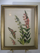 Moth Prints; Sphinx Moth, Polyphemus Moth Lithograph 8 x 10 by Roger Tory Peterson product image for Just Stuff I Sell, clear front view, neutral background, original listing photo, optimized descriptive alt text, centered composition variant 2