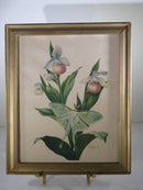 Moth Prints; Sphinx Moth, Polyphemus Moth Lithograph 8 x 10 by Roger Tory Peterson product image for Just Stuff I Sell, clear front view, neutral background, original listing photo, optimized descriptive alt text, centered composition variant 4