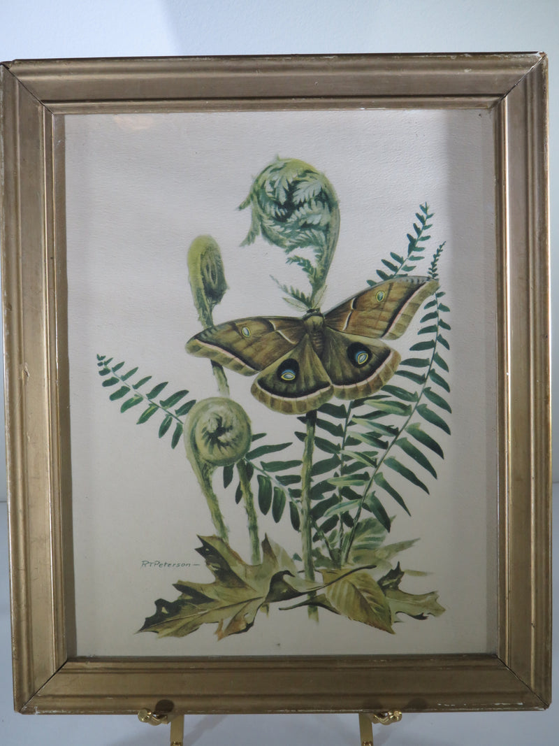 Set of 3 Moth Prints; Sphinx Moth, Polyphemus Moth Lithograph 8 x 10 by Roger To