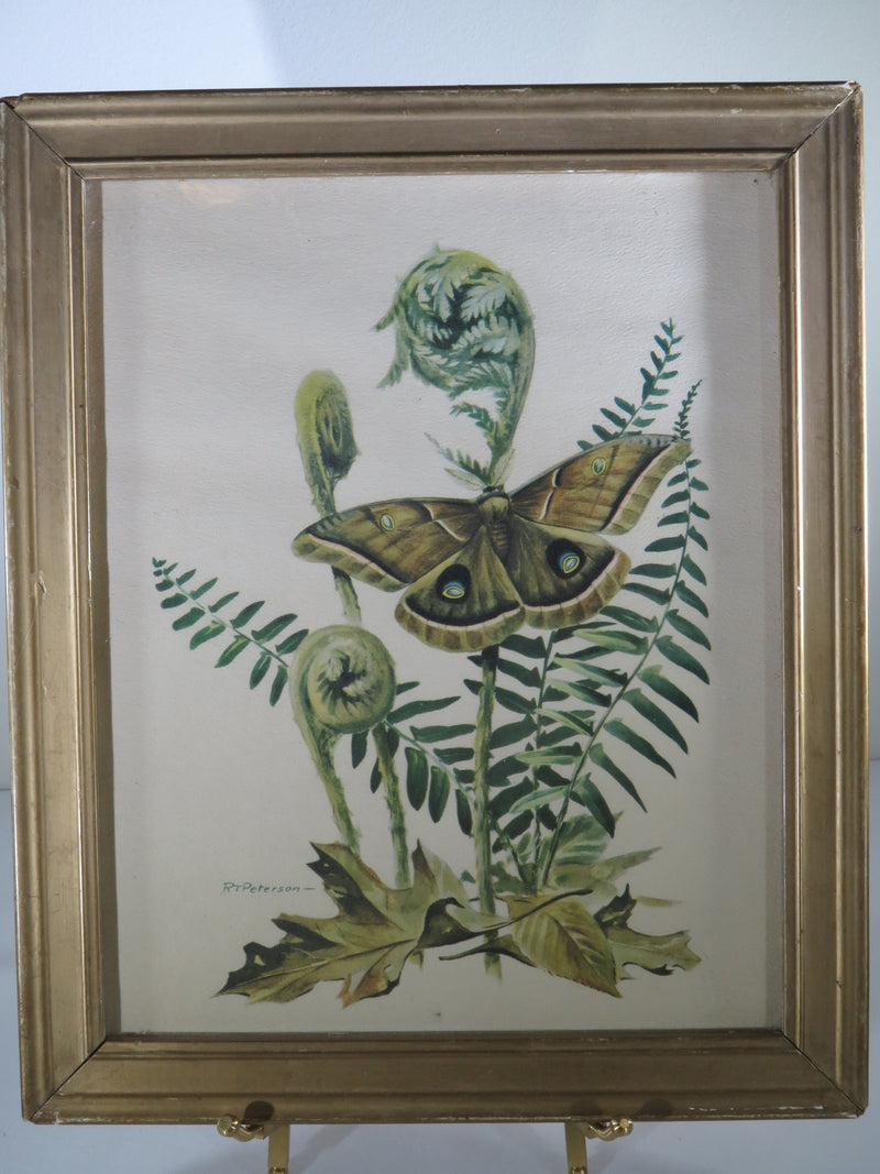 Moth Prints; Sphinx Moth, Polyphemus Moth Lithograph 8 x 10 by Roger Tory Peterson